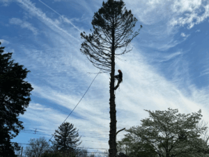 tree trimming company near me