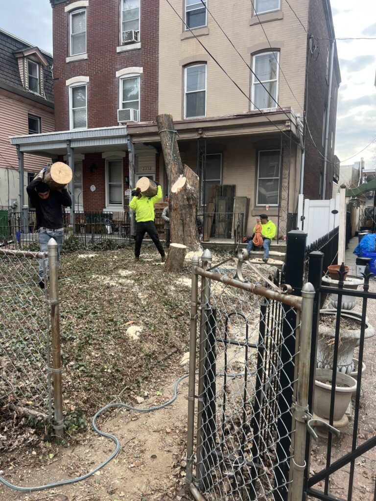 cost to cut down a tree