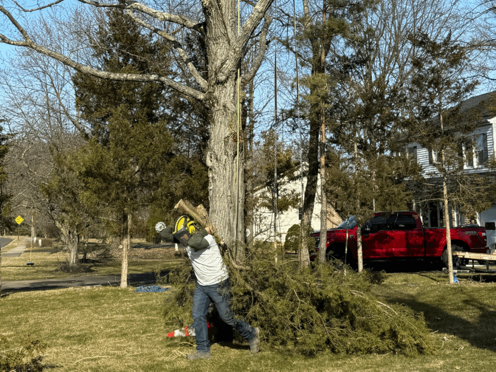 do I need to cut down my tree