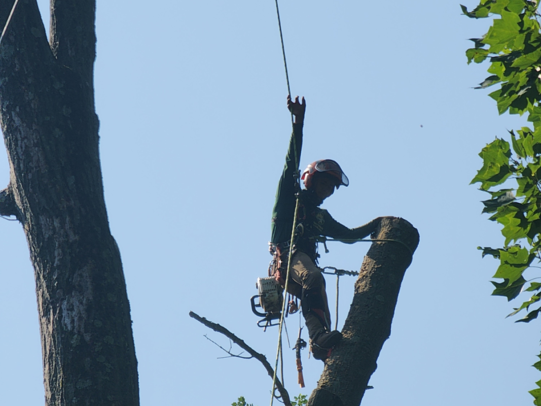 tree removal near me