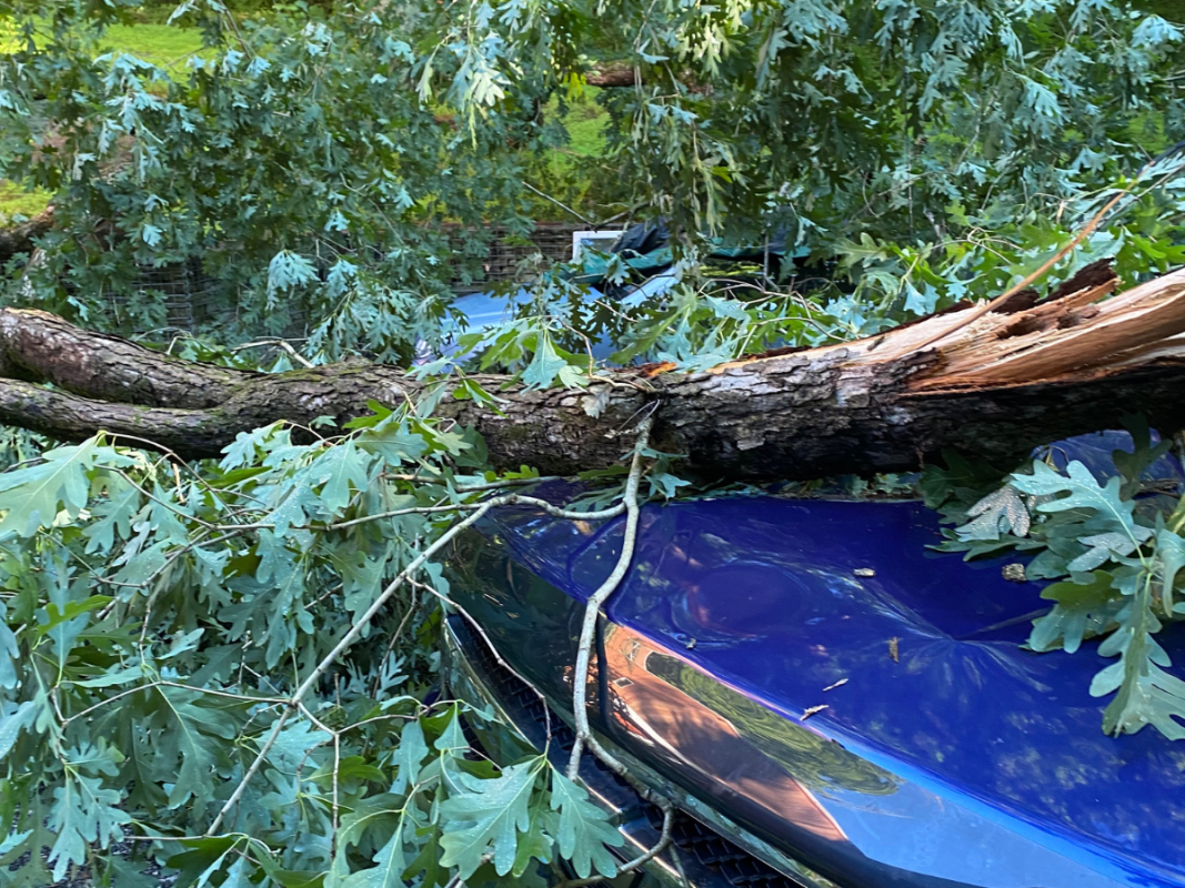 emergency tree service