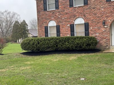 landscape design using trees